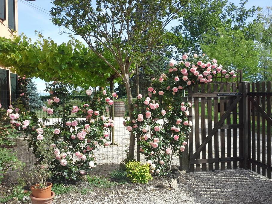 B&B Verde Venezia Mestre Zewnętrze zdjęcie